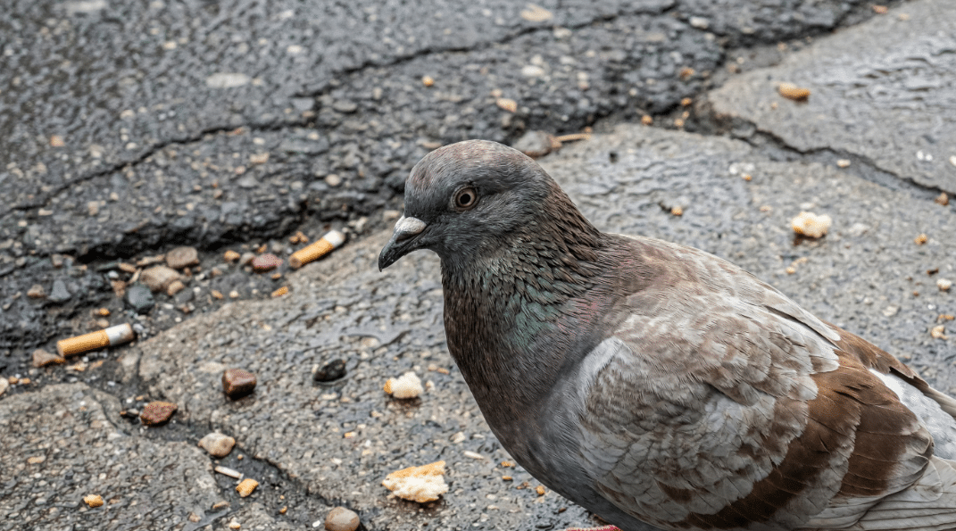Bird Control Glasgow