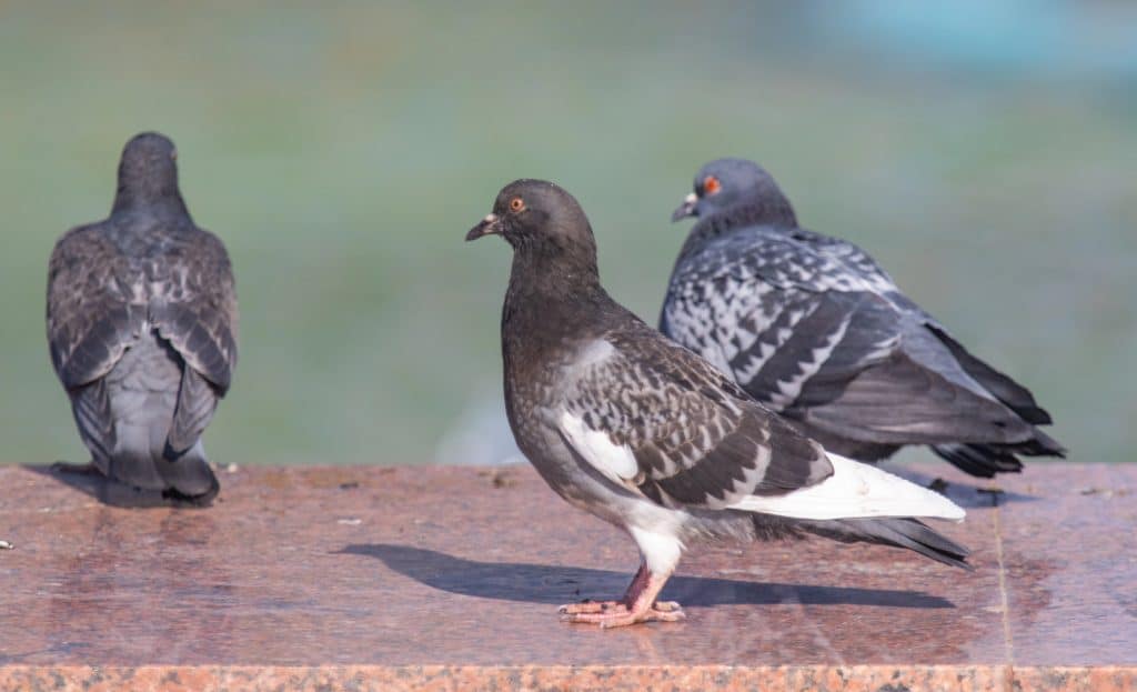 pigeon lifespan
