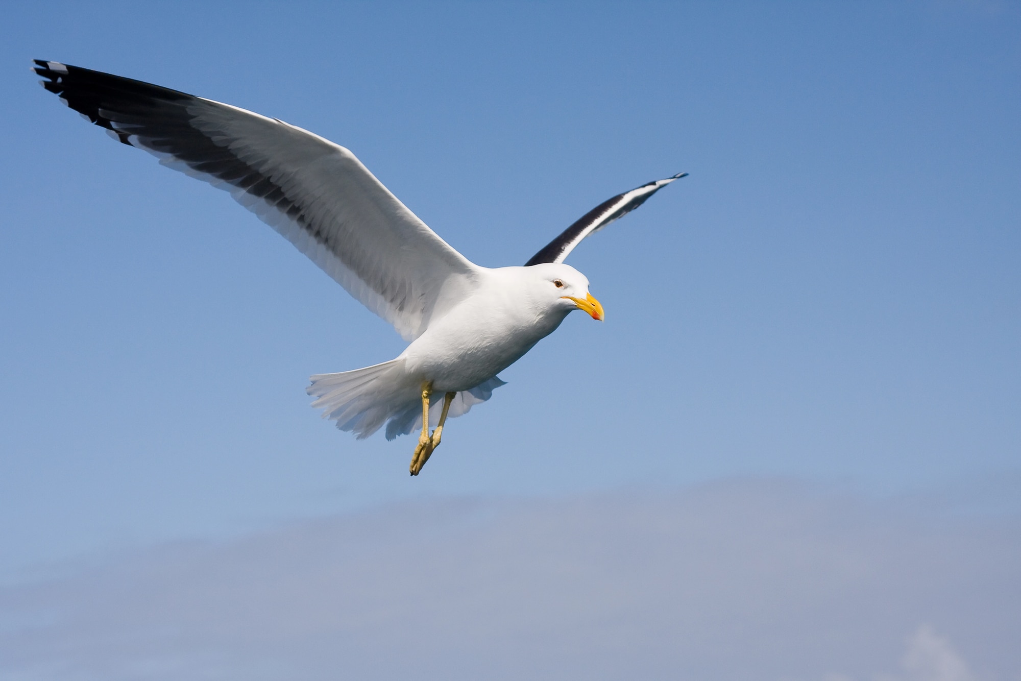 are seagulls protected