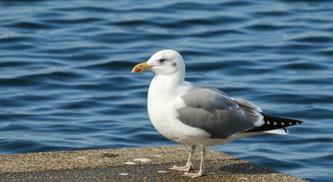 Pest Bird Solutions - A lone pest bird seagull by the water